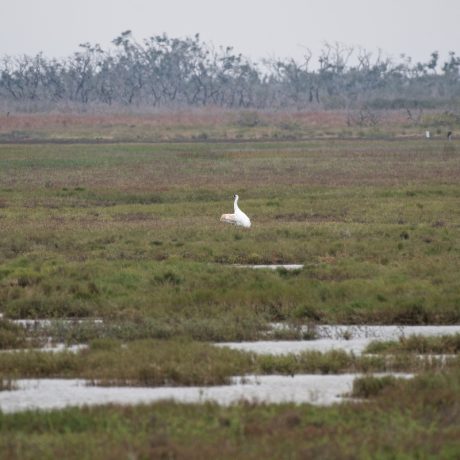 Aransas National Wildlife Refuge 