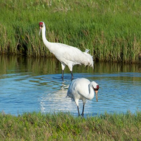 Whooping Crane Boat Cruise